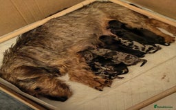 Dachshund dogs for sale: Minature dachshund puppies  - Image 14