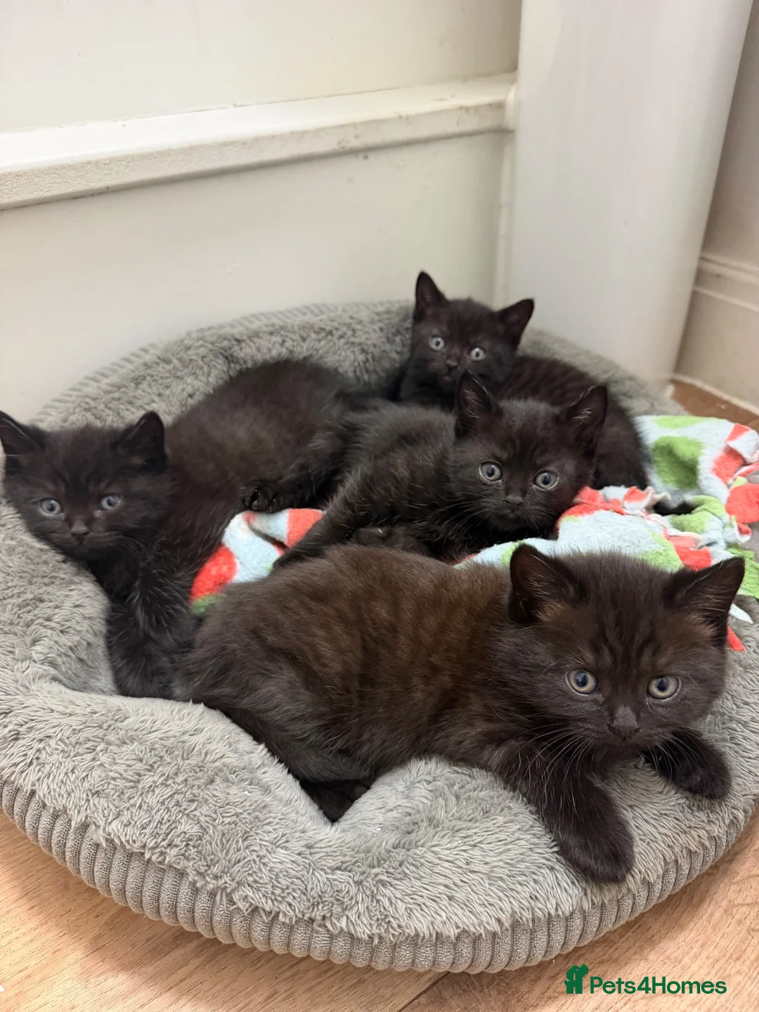British Shorthair cats for sale: Kittens available - Advert 2