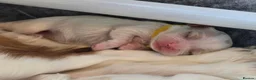 Cavalier King Charles Spaniel dogs for sale: KC Reg Health Tested Cavalier Puppies born 3/9 - Advert 10