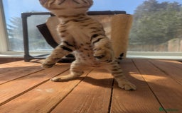 Bengal cats for sale: Bengal Kittens Purebred with Champion Lines  - Image 36