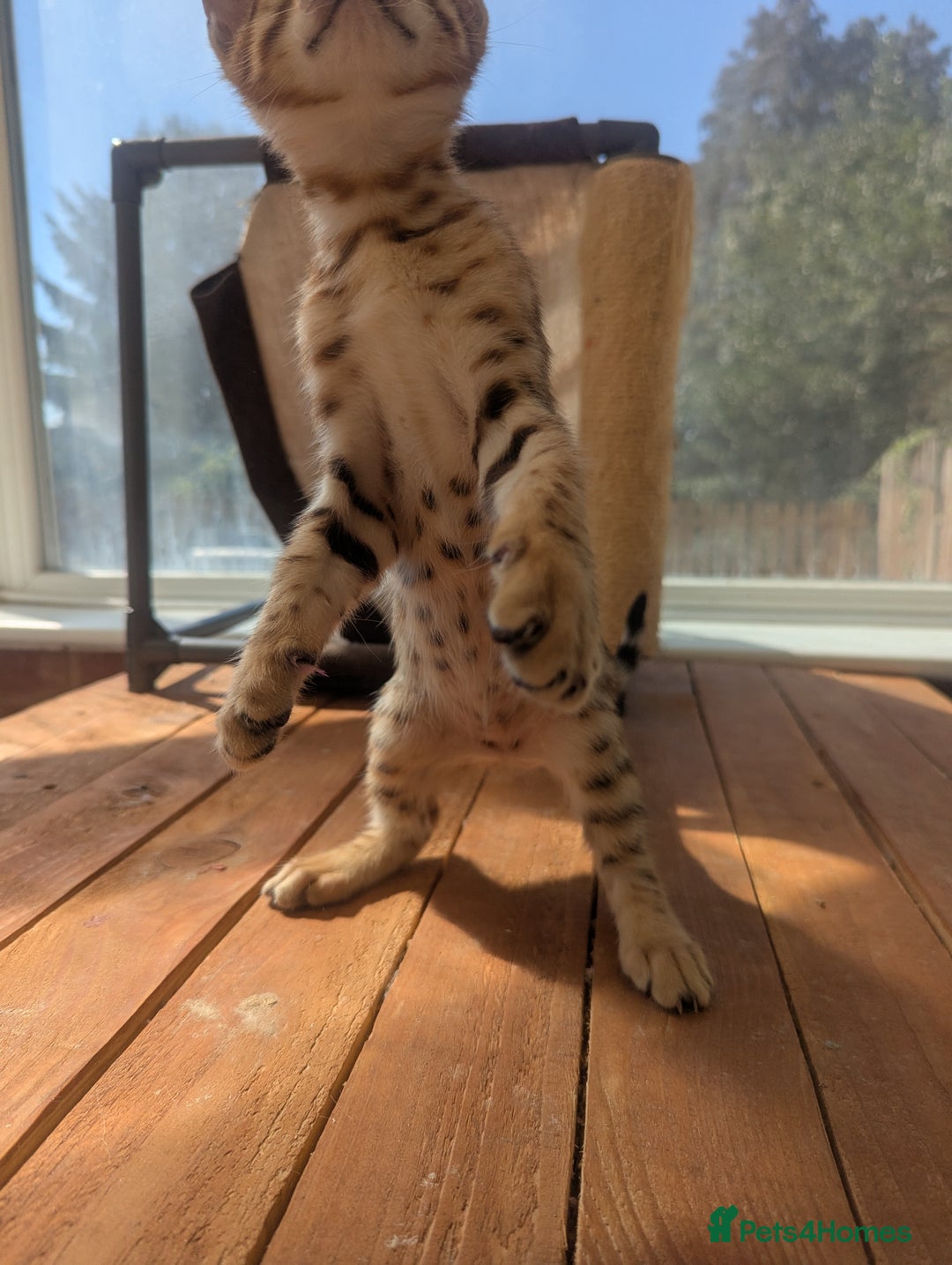 Bengal cats for sale: Bengal Kittens Purebred with Champion Lines  - Image 36