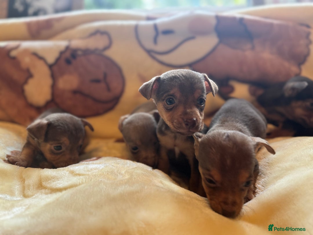 Jack Russell dogs for sale: Much Wenlock stunning miniature puppy  - Advert 8