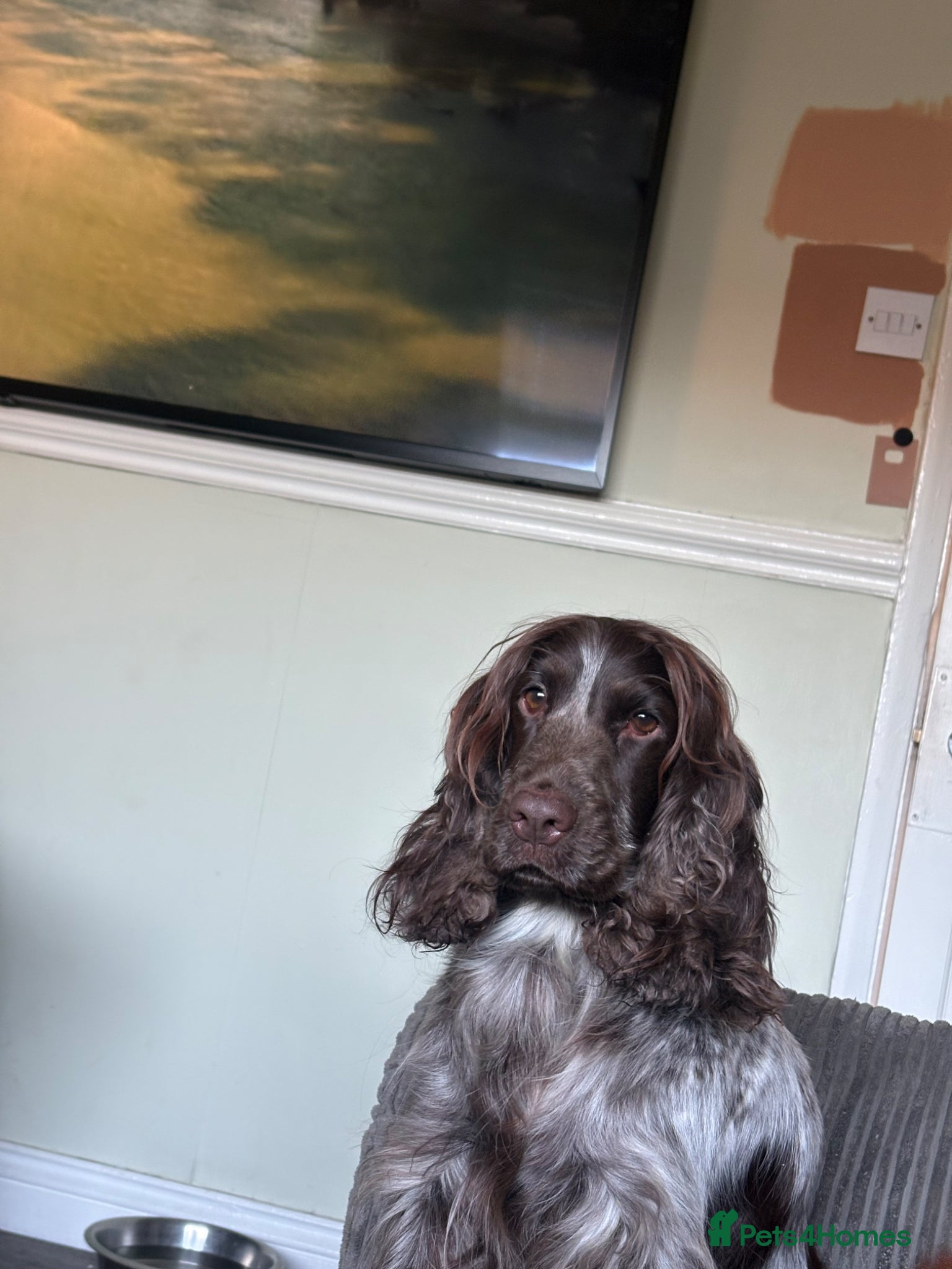 Cocker Spaniel dogs for sale: 100%show cocker spaniel kc reg   - Advert 1