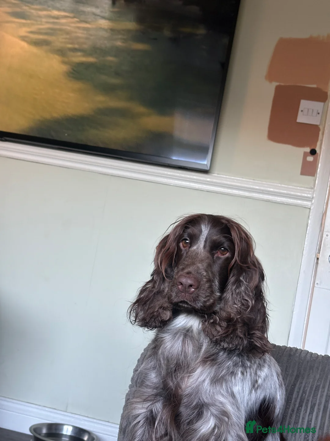 Cocker Spaniel dogs for sale: 100%show cocker spaniel kc reg   - Advert 1