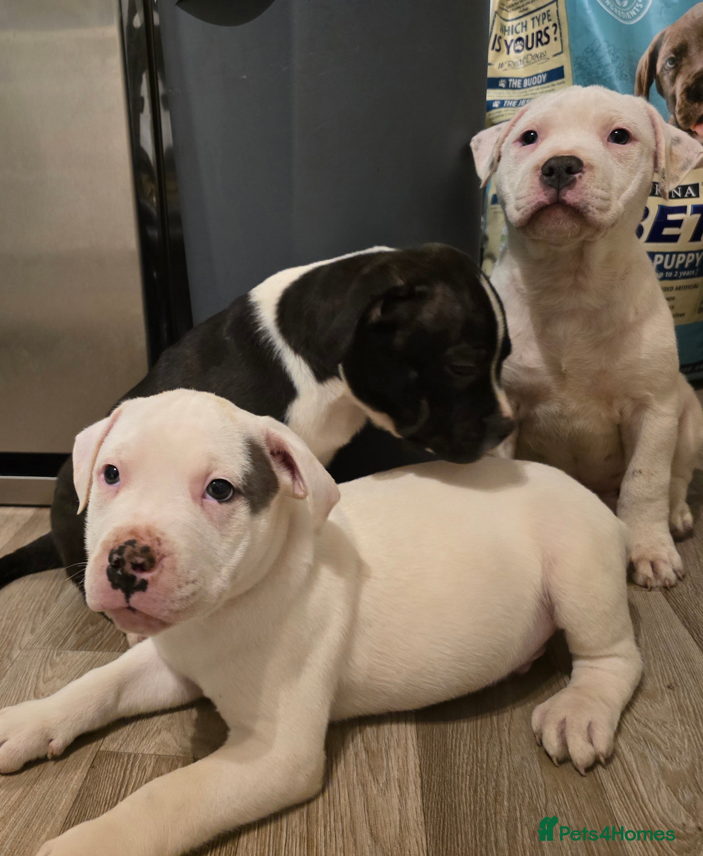 American Bull Staffy dogs Staffordshire bull terrier❤️ ready to leave TODAY  - Advert 2