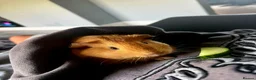 Guinea Pig rodents for sale: Lucy and poppy in Cowdenbeath - Advert 4