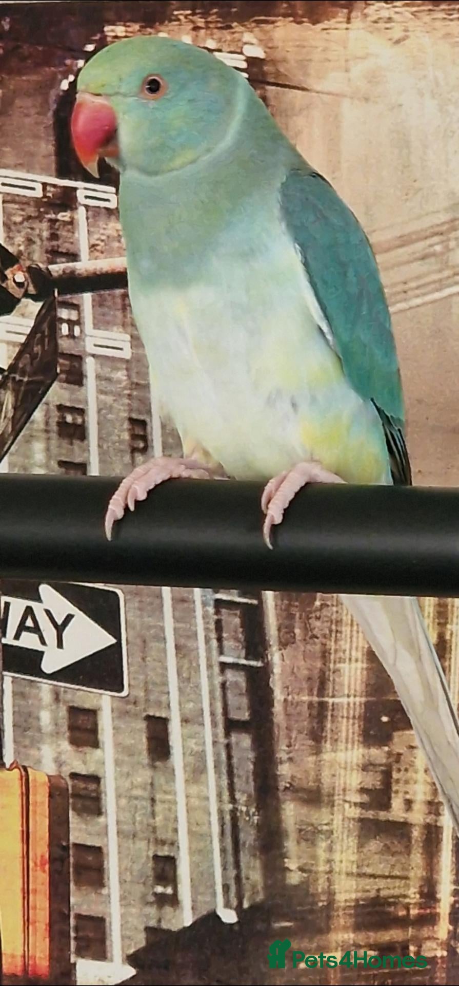 Ringnecks birds Ringneck parrot  - Advert 3