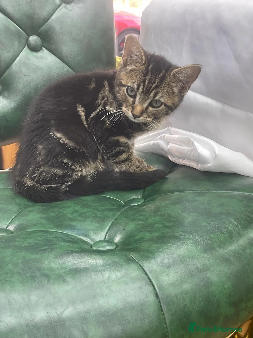 Mixed Breed cats for sale: Kitten  in Wolverhampton - Advert 2