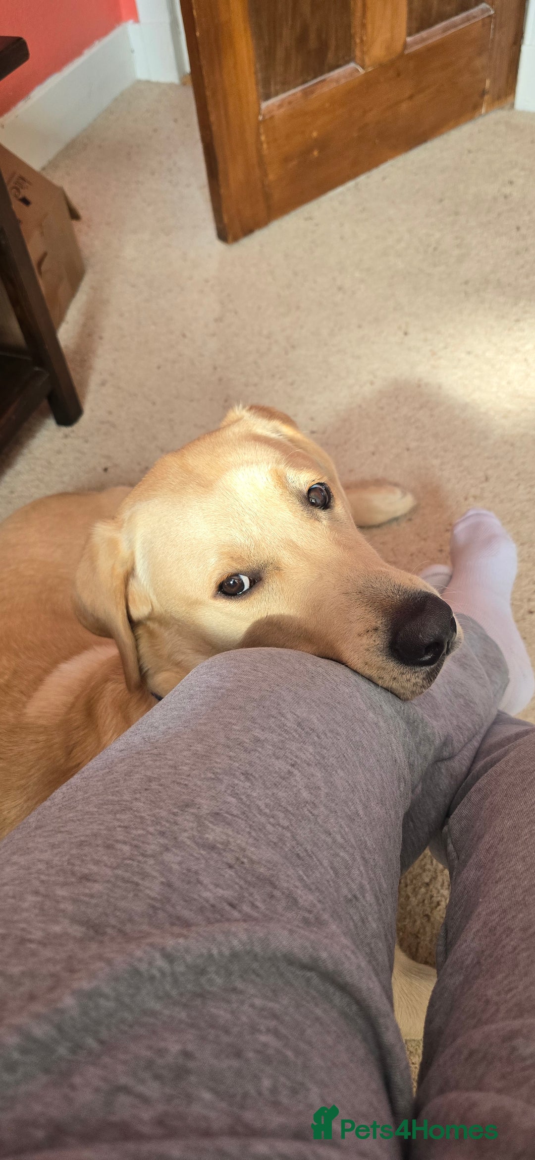Labrador Retriever dogs for sale: Wanted good home  - Image 2