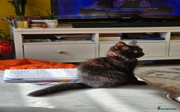 Domestic Shorthair cats for sale: Black kittens 12 weeks ready now - Image 6
