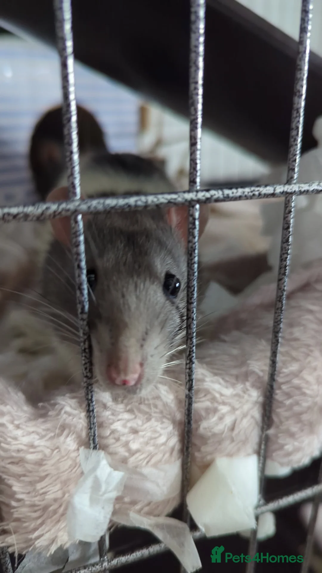 Rat rodents for sale: 2 male fancy rats  - Advert 7