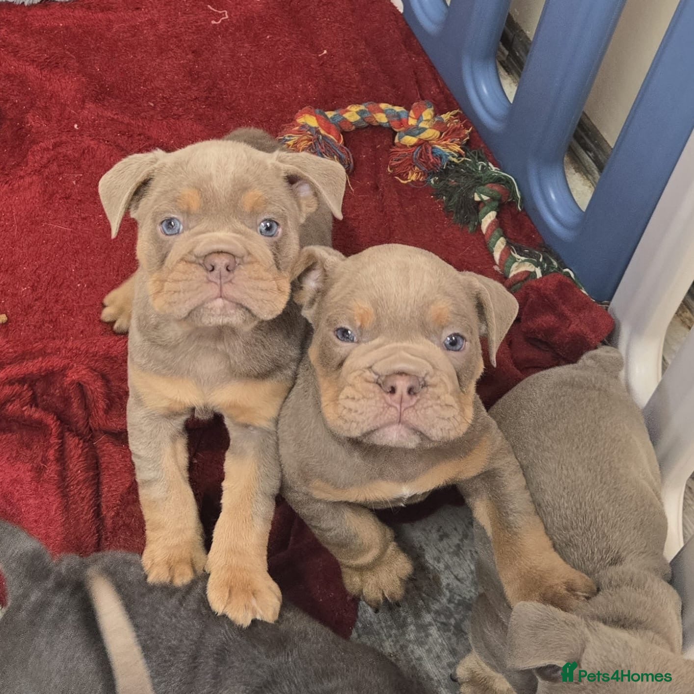 Mixed Breed dogs Olde English bulldog puppies  - Advert 1