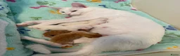 Domestic Shorthair cats for sale: Beautiful white female kitten  - Advert 3
