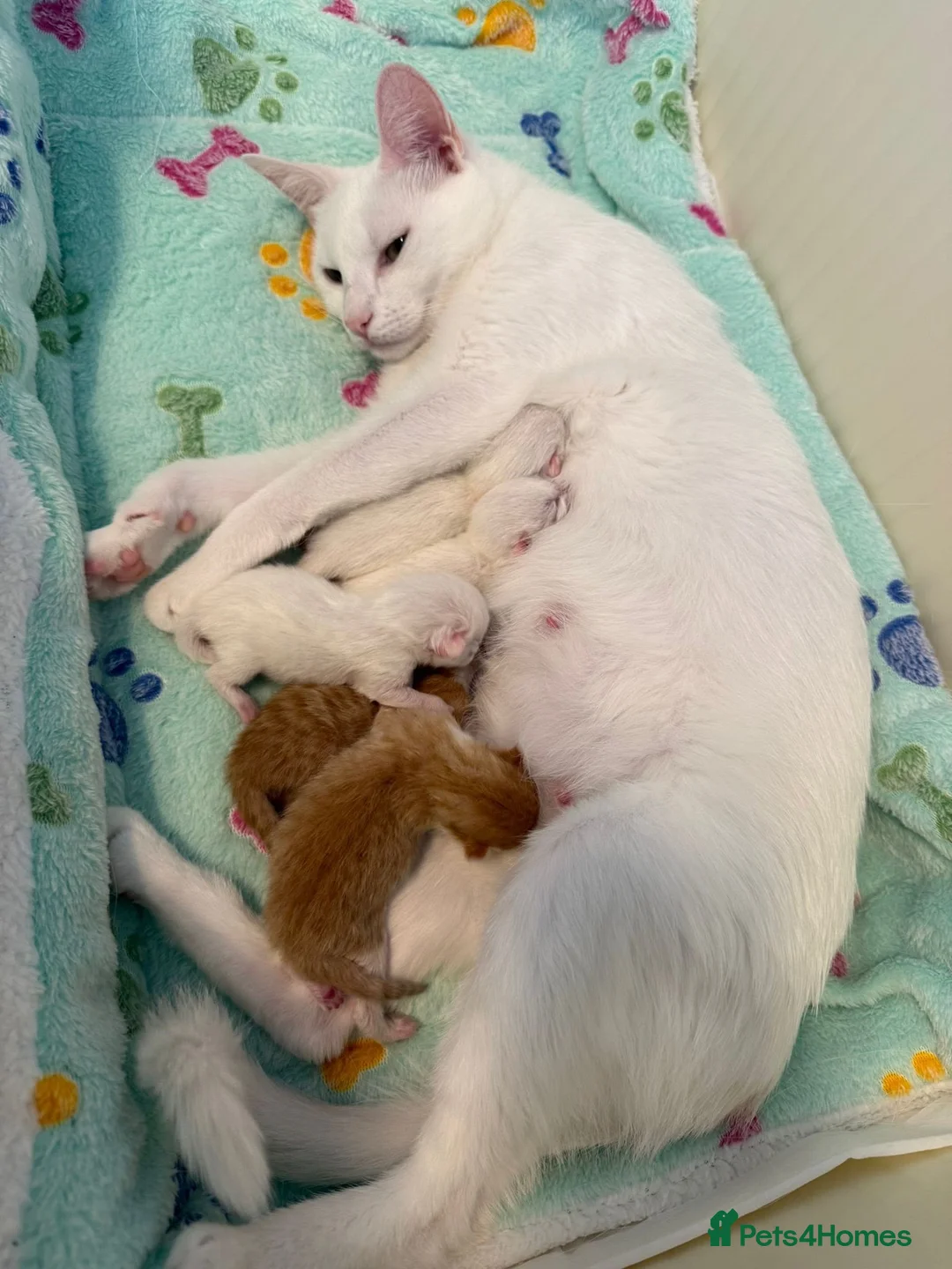 Domestic Shorthair cats for sale: Beautiful white female kitten  - Advert 3