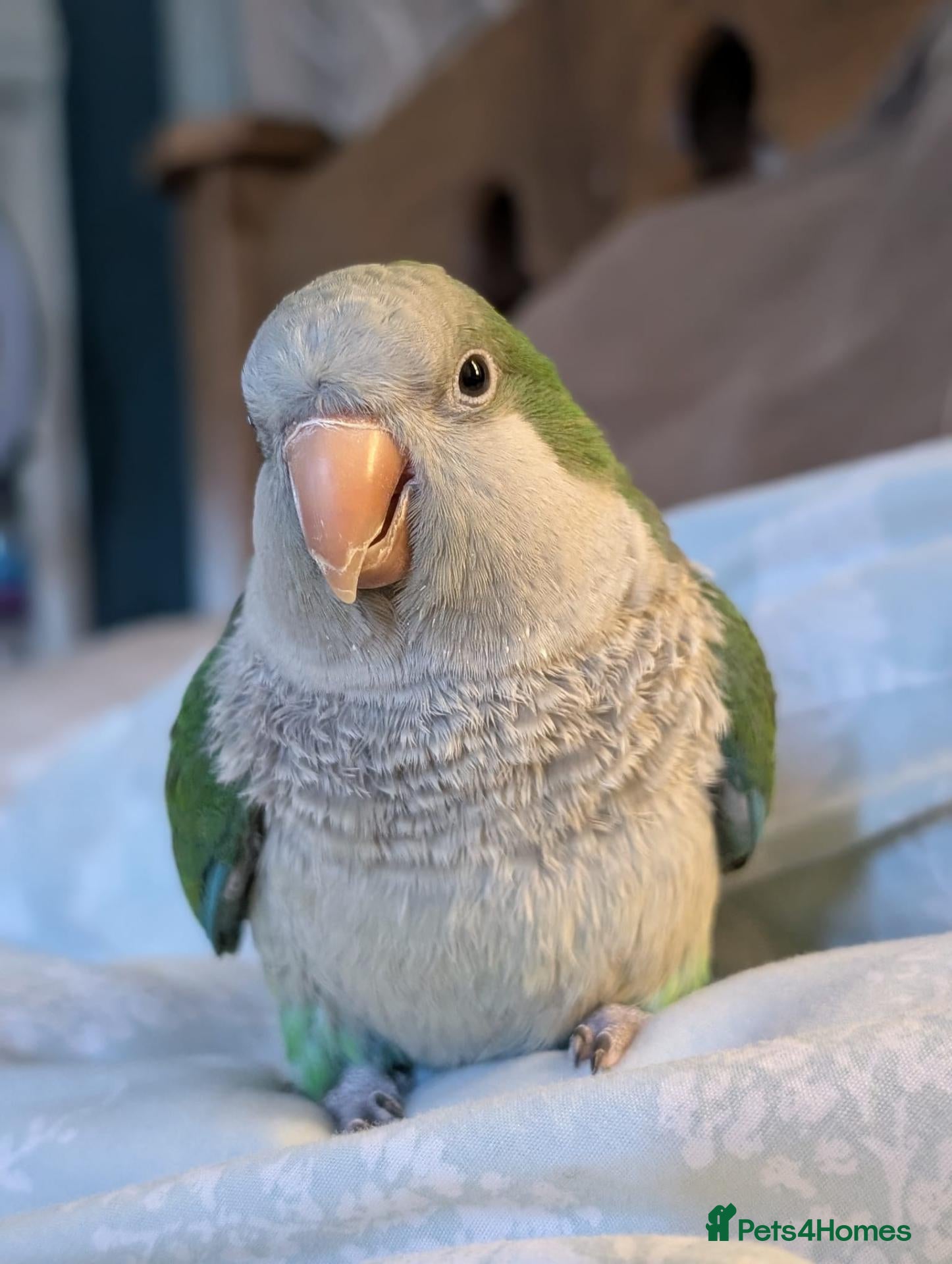 Mixed Breed birds Meet Rocky the Quaker parrot  - Advert 1
