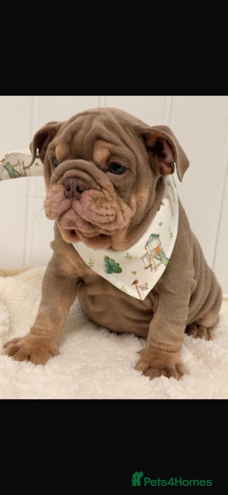 English Bulldog dogs English bulldogs for sale  - Advert 2