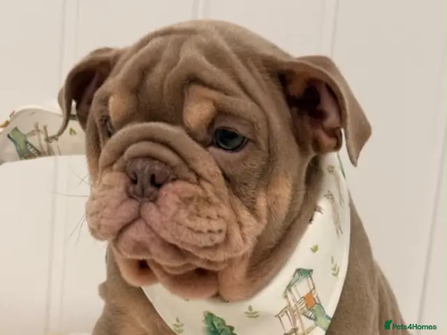 English Bulldog dogs English bulldogs for sale - Advert 2