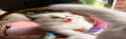 Ragdoll cats for sale: ✨🏆Pedigree, health clear . Ragdoll Kittens ✨🏆 - Advert 5