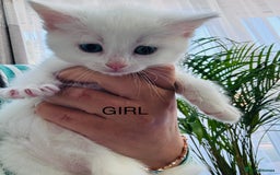Mixed Breed cats for sale: Perfectly healthy and ready for new loving homes - Image 2