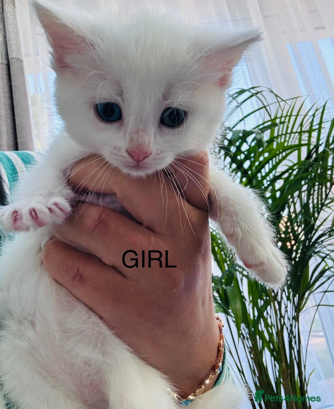 Mixed Breed cats for sale: Perfectly healthy and ready for new loving homes - Image 2