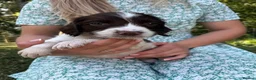 English Springer Spaniel dogs for sale: English Springer Spaniels in Montgomery - Advert 5
