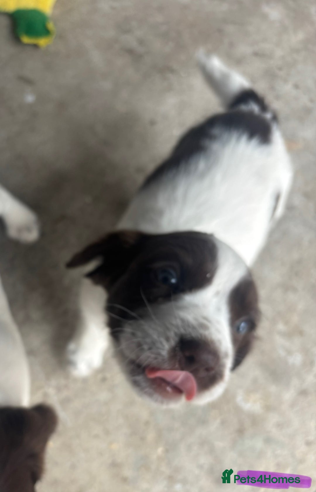 English Springer Spaniel dogs for sale: KENNEL CLUB Pedigree Springer Spaniel Puppies - Image 28
