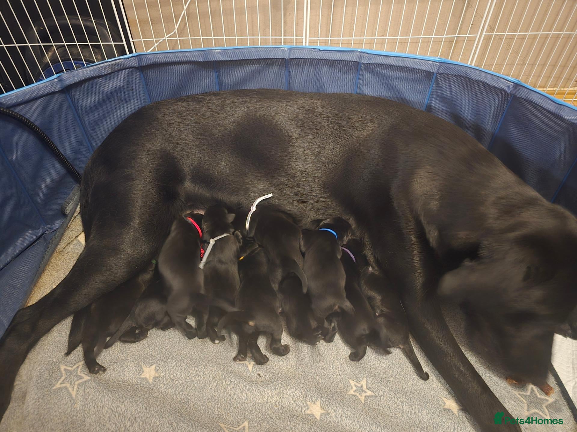 Labrador Retriever dogs Litter of 10 Lab pups - Advert 12