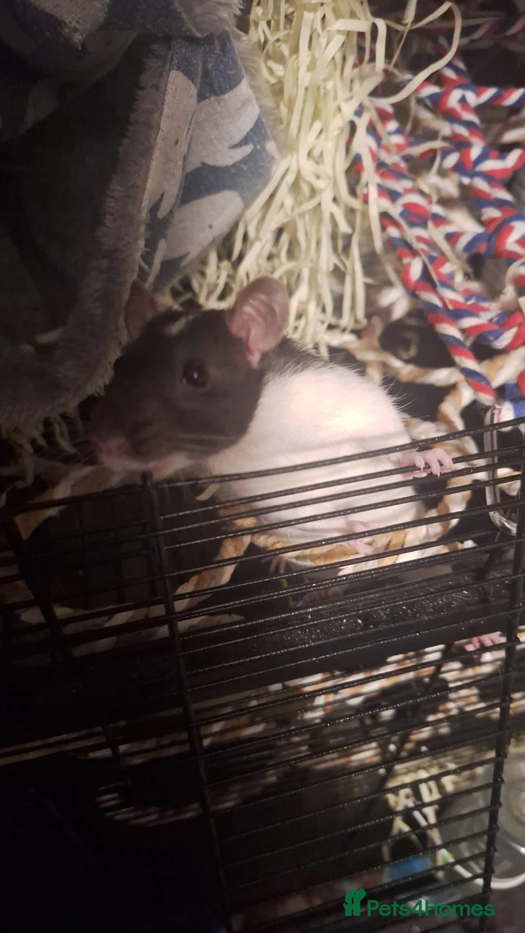 Rat rodents for sale: Female fancy rat  - Advert 3