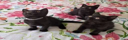 British Shorthair cats for sale: British shorthair kittens - Advert 19