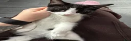 Mixed Breed cats for sale: Male and Female Kittens - Advert 8