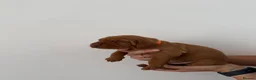 Hungarian Vizsla dogs for sale: Wirehaired Hungarian Vizsla - Advert 32