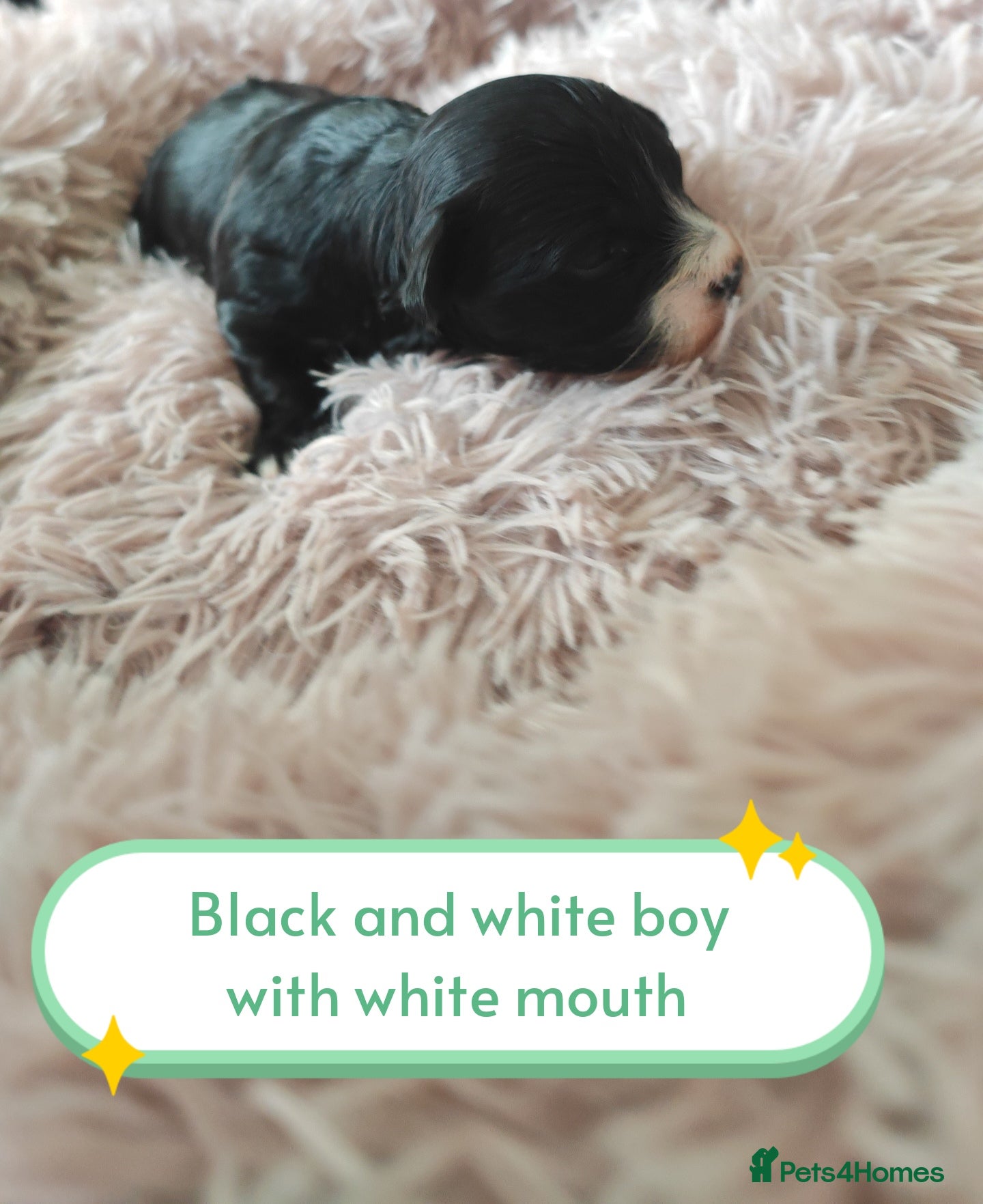 Havanese dogs Beautiful pedigree havanese litter for sale - Advert 2