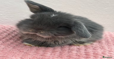 Mini Lop rabbits - Advert 2