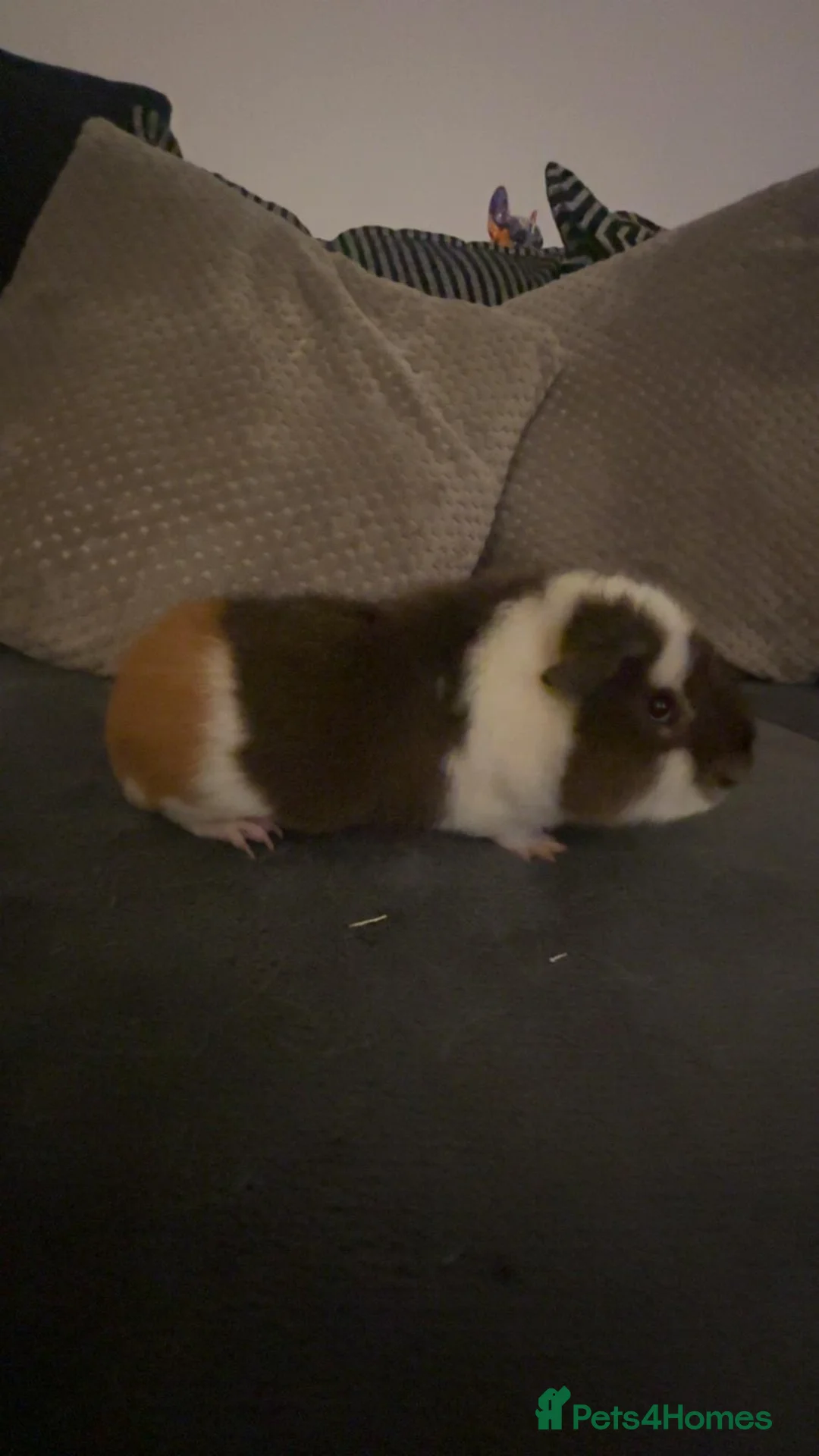 Guinea Pig rodents for sale: 2 male teddy bear  - Advert 2