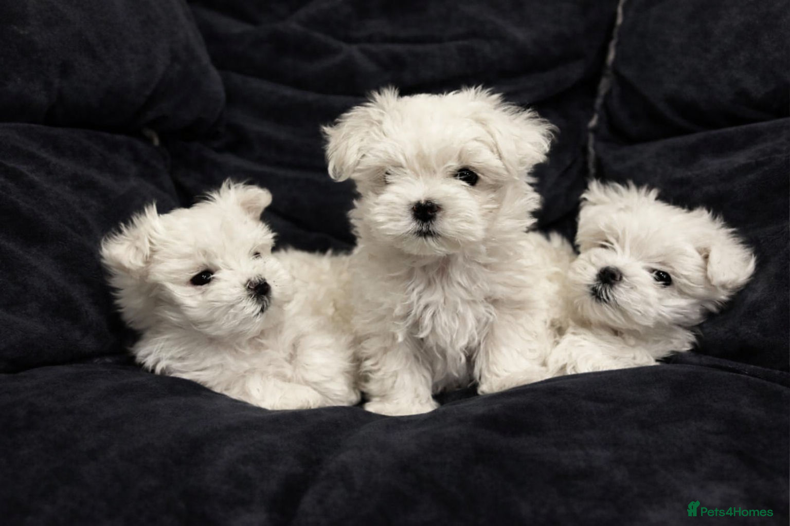 Maltese dogs Beautiful Tiny Maltese puppies  - Advert 1