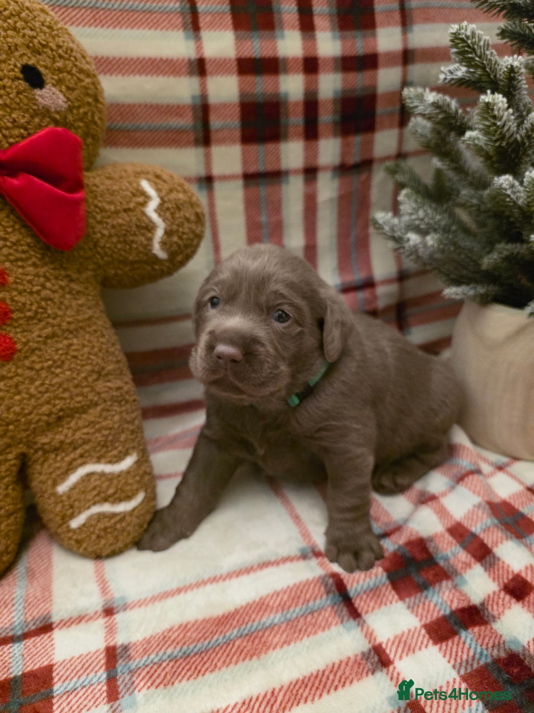Labrador Retriever dogs for sale: Silver Labrador Puppies For Sale - Advert 30