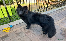 German Shepherd dogs for stud: Black German Shepherd at Stud - Image 1