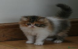 Persian cats for sale: Fluffy Persian Exotic kittens - Image 8