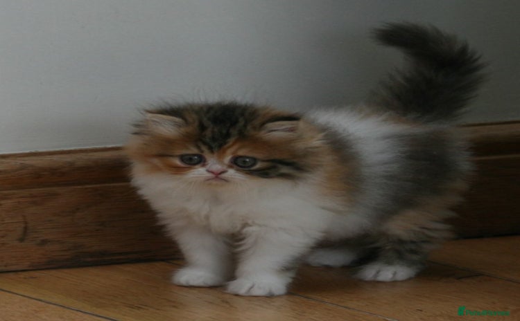 Persian cats - Advert 7