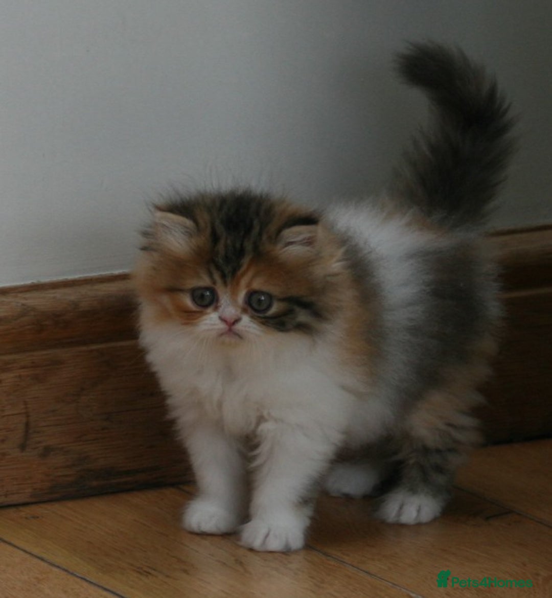 Persian cats for sale: Fluffy Persian Exotic kittens - Image 8