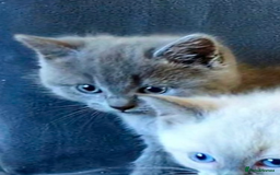 Ragdoll cats for sale: British Ragdoll kittens - Image 13