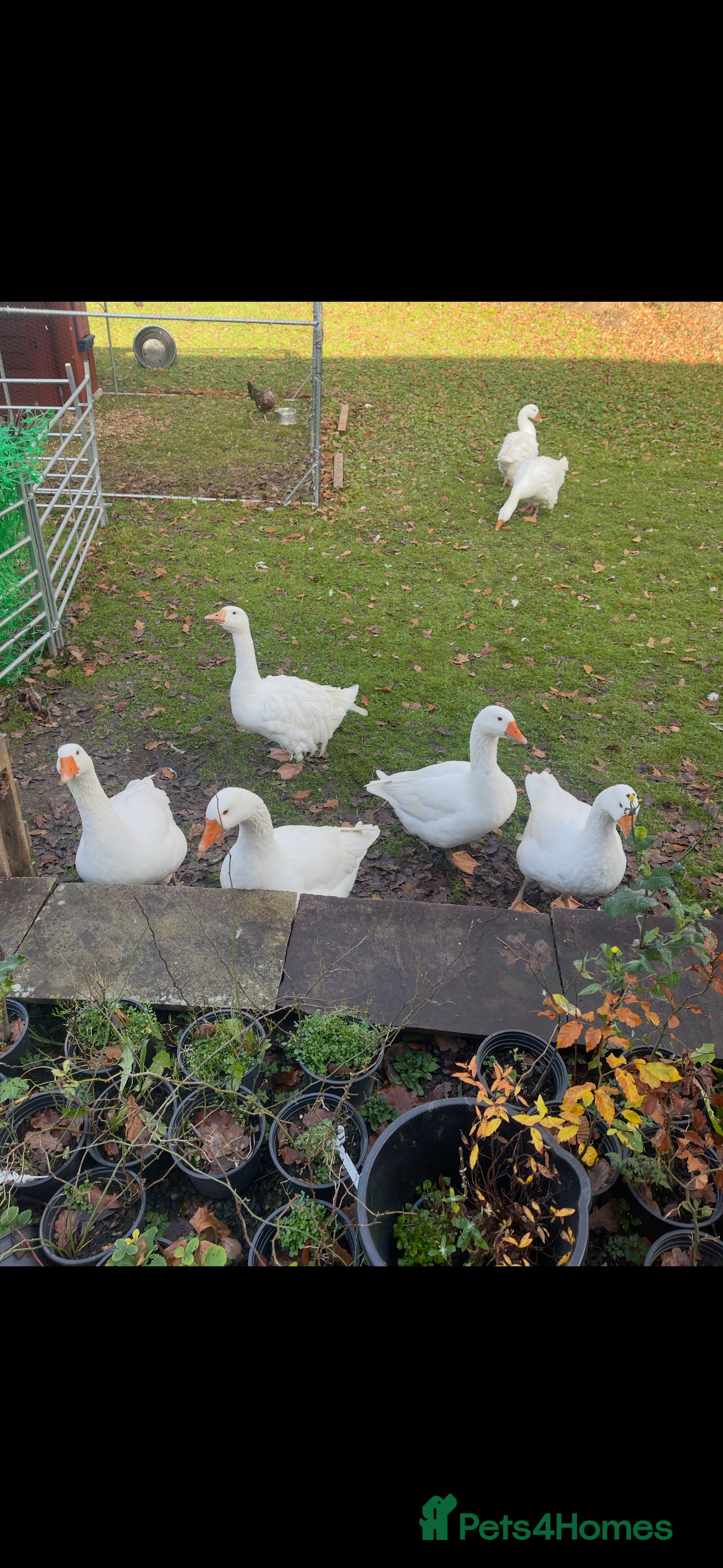 Geese poultry Trio of Embden geese in Llangadog - Advert 1
