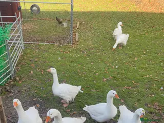 Geese poultry Trio of Embden geese in Llangadog - Advert 1