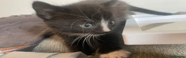 Kitten 1