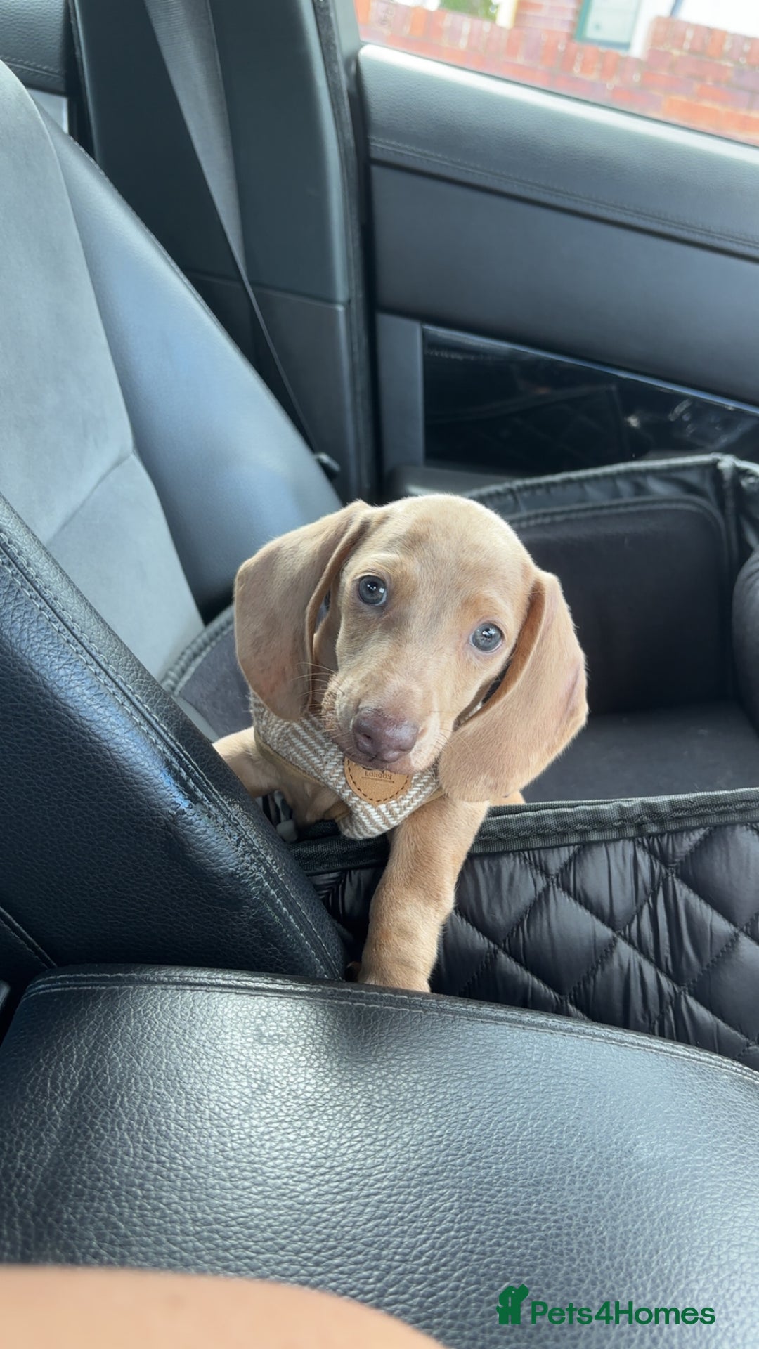 Miniature Dachshund dogs for sale: Maximus.  - Advert 5