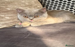 British Shorthair cats for sale: British Shorthair kittens and Mum for sale - Image 4