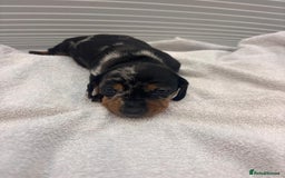 Miniature Dachshund dogs for sale: Mini Dachshund  - Image 13