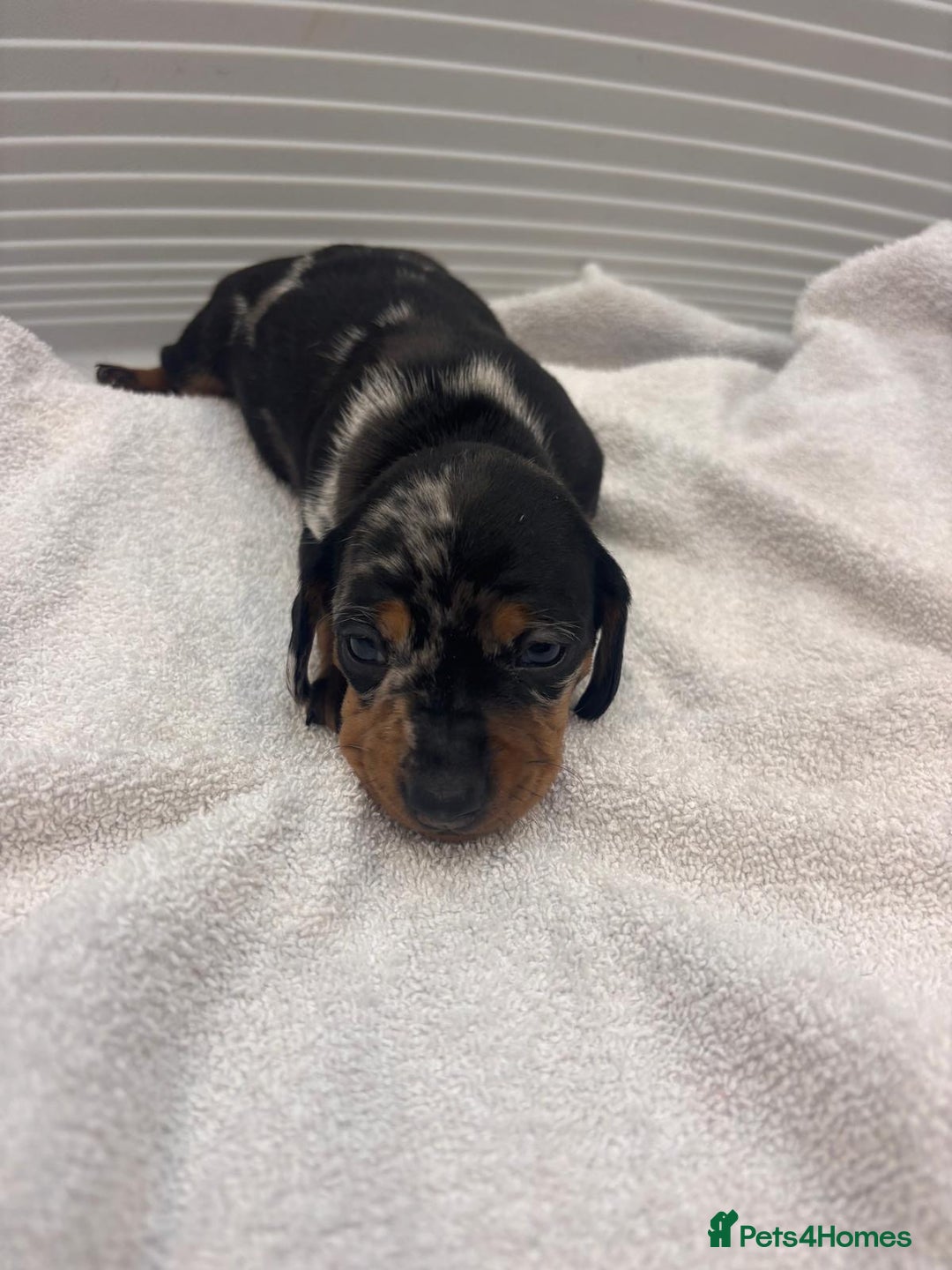 Miniature Dachshund dogs for sale: Mini Dachshund  - Image 13