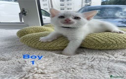 Mixed Breed cats for sale: White kittens looking for a forever loving family  - Image 1