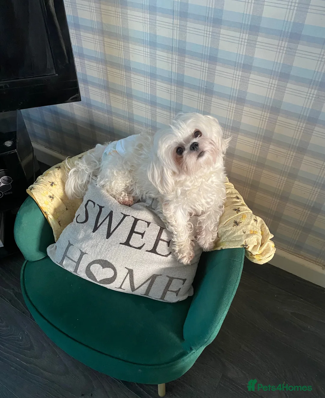 Gallery Image {{count}}